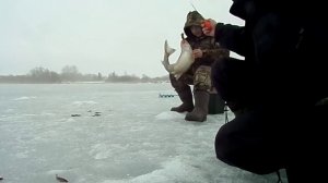 Ловля пескарей зимой в марте! 2016