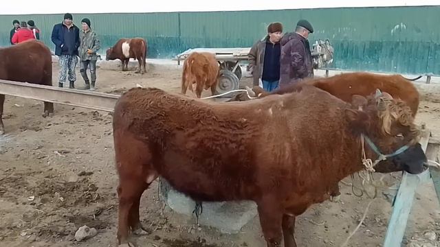 Шымбай /5 Март/2023/мал базар /Кой ешки базар/ат базар/голштейн сыйыр/тана базар /тауык базар/