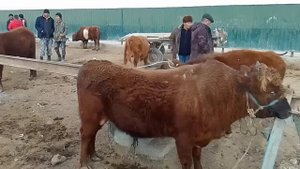 Шымбай /5 Март/2023/мал базар /Кой ешки базар/ат базар/голштейн сыйыр/тана базар /тауык базар/