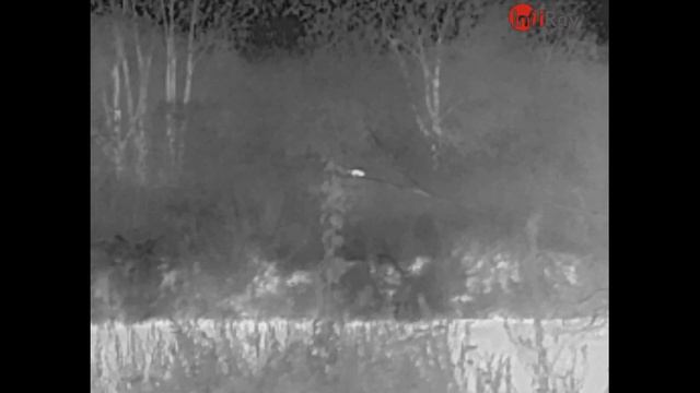 Ночная охота на Бобра! С применением тепловизора lnfiRay T2 pro. смотреть онлайн