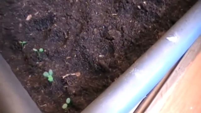 Как правильно пикировать клубнику Сад и огород выпуск 115 смотреть онлайн