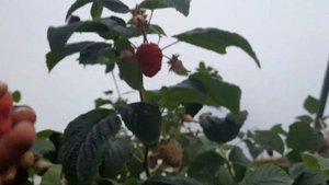 Збор малины в Шотландии