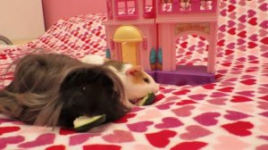 Имя для морской свинки. Guinea pig. Морские свинки.