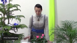 Цикламен уход в домашних условиях / комнатные цветы