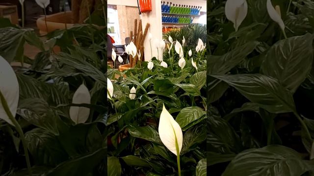 CALLA LILY WHITE #viral #satisfying #trending #yt #shortvideo #nature #flowers #plants #garden #wow