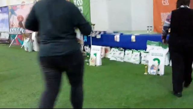 08.10.2022, СПб. Клуб "Лэсси". Выставка собак "ОСЕННИЙ СЕЗОН" смотреть онлайн