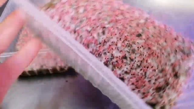 Микрозелень амаранта "Красный король" и "Красный вулкан" все секреты как выращивать #микрозелень
