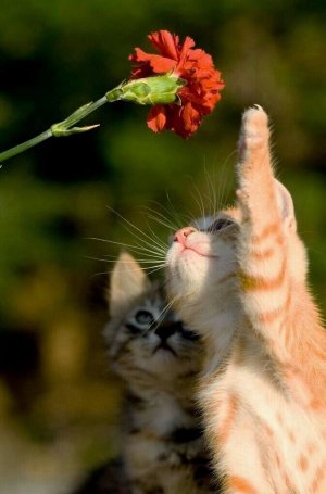 Музыкальная открытка! Добрый День!