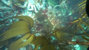 Камчатский краб