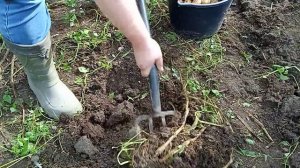 Урожай картофеля невский. Копаем картофель сорта невский.