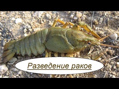 Как выращивать раков.