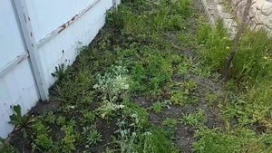 БОРЮСЬ С ТРАВОЙ ОКОЛО ДОМА. АГРОКИЛЛЕР В ПОМОЩЬ.