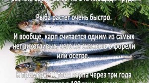 Разведение рыбы как бизнес