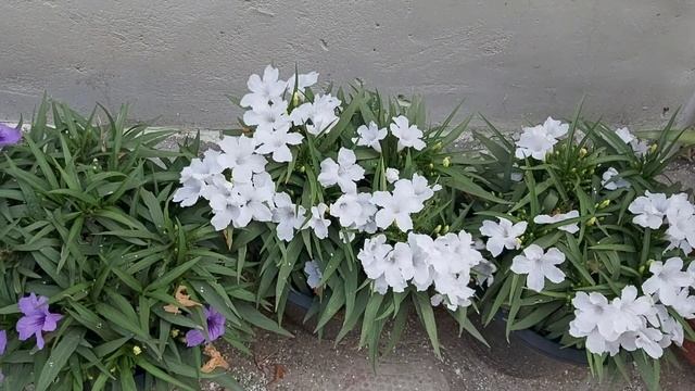 Ruellia/Mexican Petunias смотреть онлайн