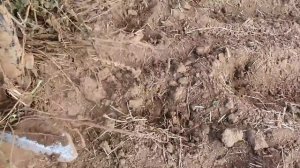 ЕВРО Культиватор 12 метров | КПУ-12ПЕ | после двух месяцев эксплуатации | обработка паров