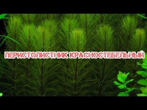 ПЕРИСТОЛИСТНИК КРАСНОСТЕБЕЛЬНЫЙ. СОДЕРЖАНИЕ В АКВАРИУМЕ