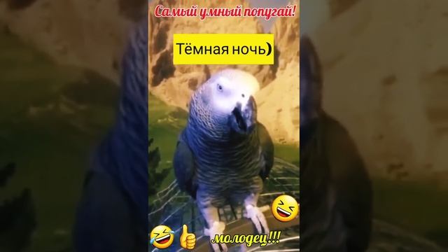 Попугай поёт тёмная ночь прикол! Попугай певец! shorts#приколы