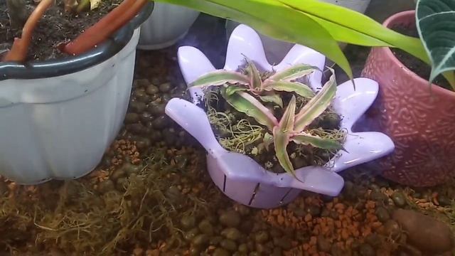 Помедитируем на природу смотреть онлайн