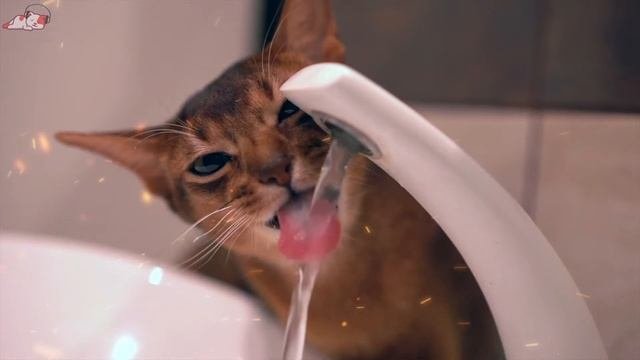 Anti Anxiety Music For Cats! Soothing Music For Cats To Relieve Stress & Anxiety (Cat Purring Sound