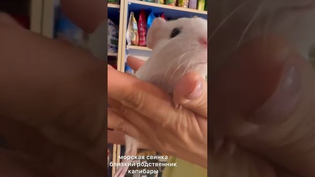 #shorts #капибара #морскаясвинка #животные #capybara