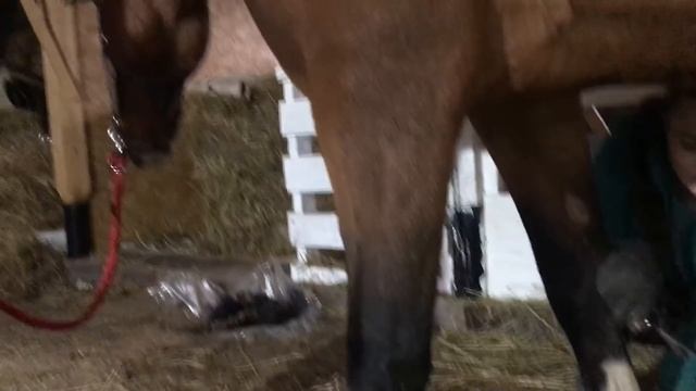 Это уже не возможно терпеть, отрезала лошадям гриву. Жизнь в деревне смотреть онлайн