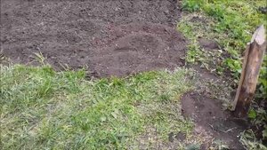 Плетение забора из веток #огород #плетениезабора
