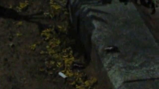 Тараканы-мутанты на улицах в Израиле) смотреть онлайн