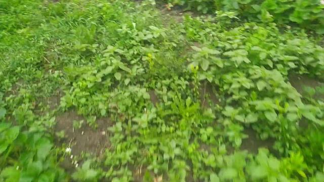 Груша Эрика и яблоко Корей. Состояние плодов на 20 июня. смотреть онлайн