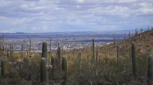 FINDING CRESTED SAGUARO CACTUS PARK | Sweetwater Preserve Hike in Tucson Arizona