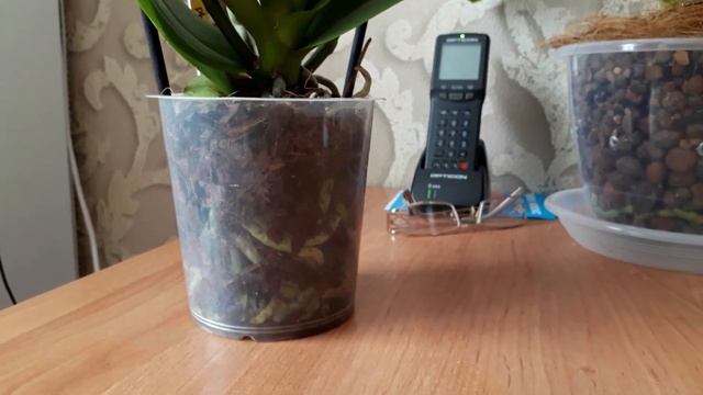 Пересадка в керамзит цветущей орхидеи пилорик Монтре смотреть онлайн