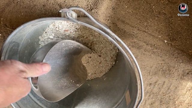 Фазаны едят свои яйца? Что делать? Всё просто. смотреть онлайн