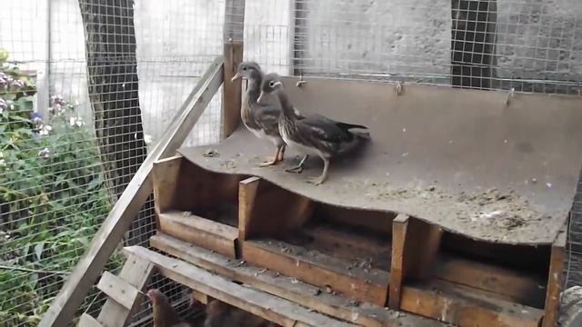 Пуховые куры китайские шёлковые и утки мандаринки и алмазный фазан