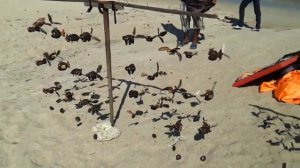 Вертихвостки