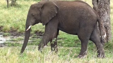 Видео про слонов для детей