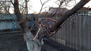 ВОЗВРАТНЫЕ ЗАМОРОЗКИ  СПАСАЮ УРОЖАЙ ПЕРСИКА