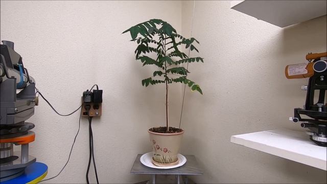 Огородничество #52- Выращивание Карамболы/Звёздочки и Апельсина из семян в домашних условиях, Аляск смотреть онлайн