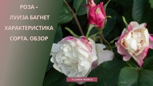 Роза Луиза Багнет (Louise Bugnet) - характеристика и обзор сорта.