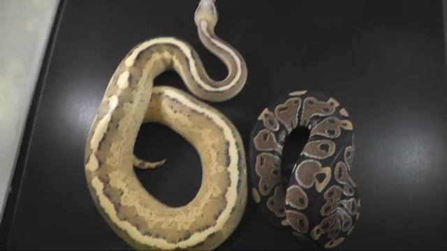 Black Pastel Vanilla Cream & Lavender Albinos смотреть онлайн