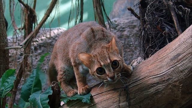 Очень маленький хищник. Ржавая кошка