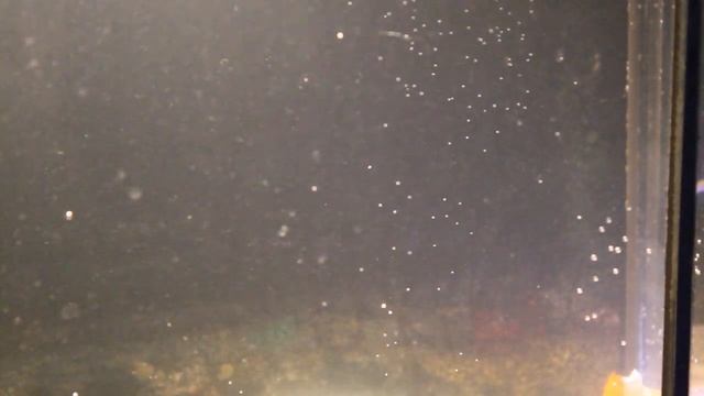 Аквариум. Заселение первого жильца смотреть онлайн