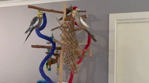 This Will Make Your Bird Happy 🦜The Bird Sanctuary _ 2hrs of Singing