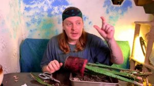 Молочай трехгранный .Реанимация, уход и пересадка.