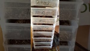 Стеллаж в холодный инсектарий для чёрной львинки.