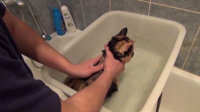 Как помыть кошку/How to Wash A Cat смотреть онлайн