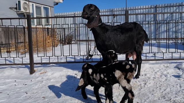 Камори козы. смотреть онлайн