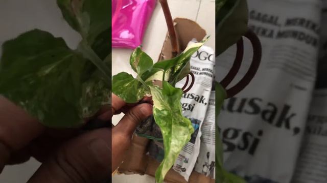 Unboxing syngonium albo variegata, begonia pink, peperomia watermelon