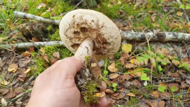 ГРИБ ОЛЕНЬ ! РАМАРИЯ ЖЁЛТАЯ ! Подосиновик красный ! Прогулка по березняку ! Грибы 2020 !