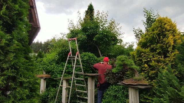 Обрезка клена приречного (ниваки)