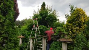 Обрезка клена приречного (ниваки)