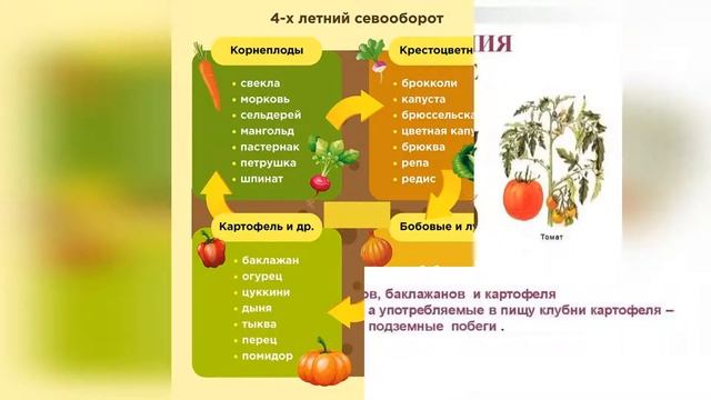БАКЛАЖАН ЗАМОРСКИЙ ПОЛОСАТИК - РАННЕСПЕЛЫЙ НЕЖНЫЙ И НЕВЕРОЯТНО ВКУСНЫЙ С НЕОБЫЧНЫМ ОКРАСОМ СОРТ смотреть онлайн